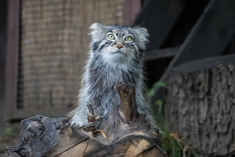 モスクワ動物園のティモフェイの写真