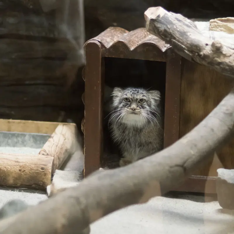 恩賜上野動物園のサフランの写真