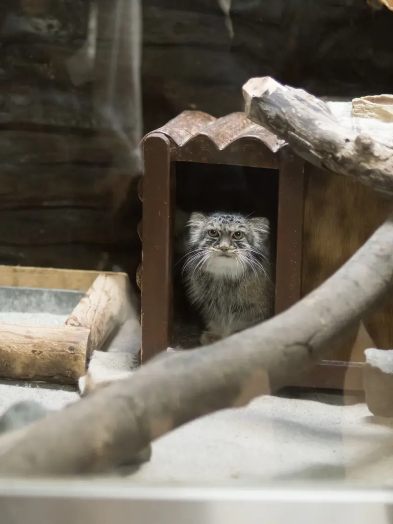 恩賜上野動物園のサフランの写真