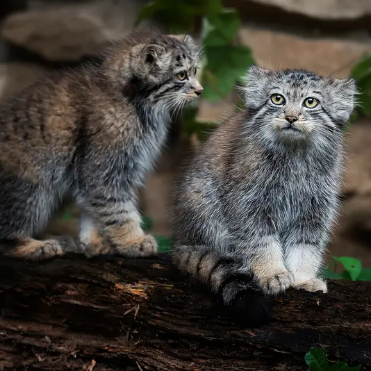 イフラヴァ動物園のイフルとウェンズデーの写真