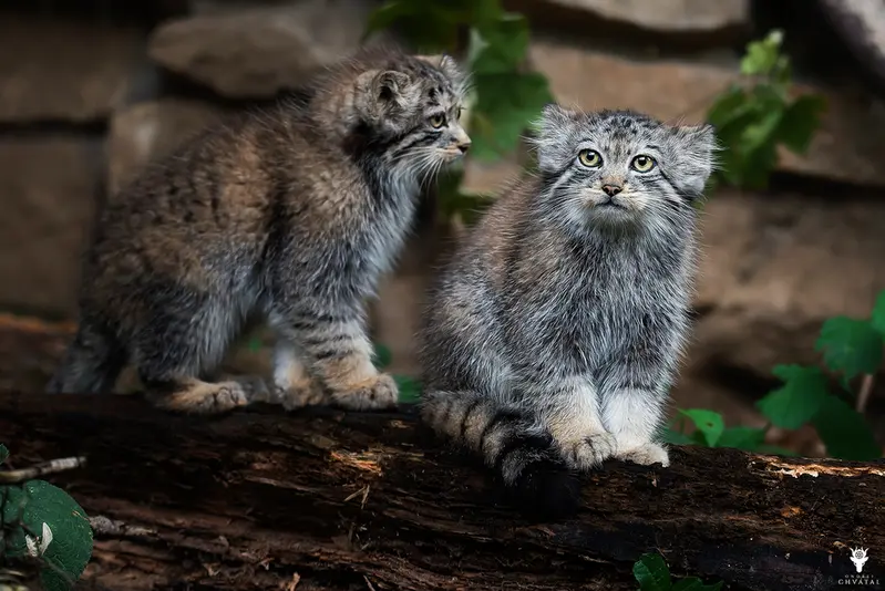 イフラヴァ動物園のイフルとウェンズデーの写真