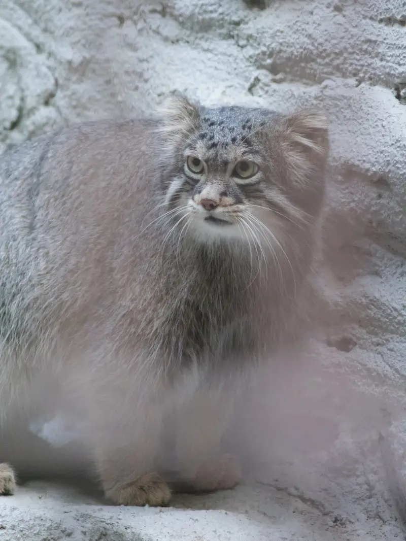 野毛山動物園のフィーガの写真