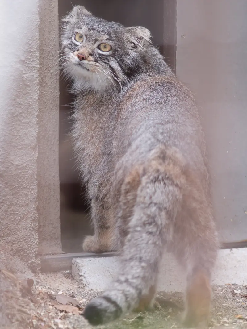 野毛山動物園のフィーガの写真