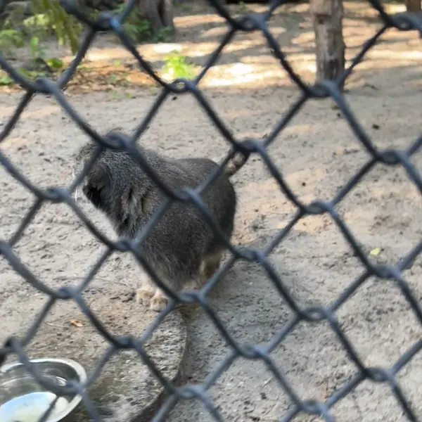 ノヴォシビルスク動物園のマヌルネコの写真
