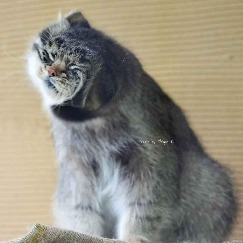 旭山動物園のグルーシャの写真