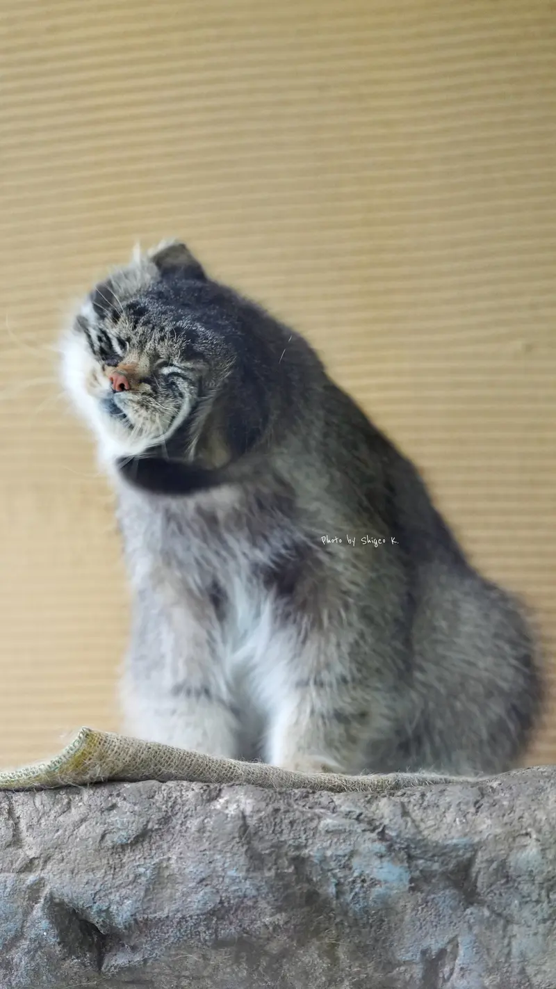 旭山動物園のグルーシャの写真