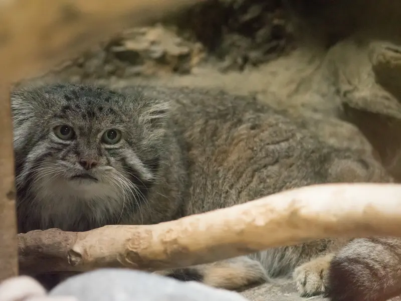 恩賜上野動物園のクリョンの写真