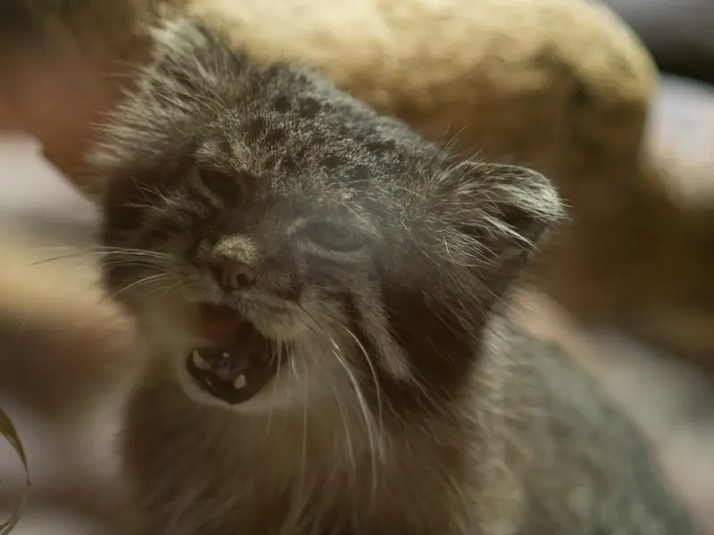 恩賜上野動物園のクリョンの写真
