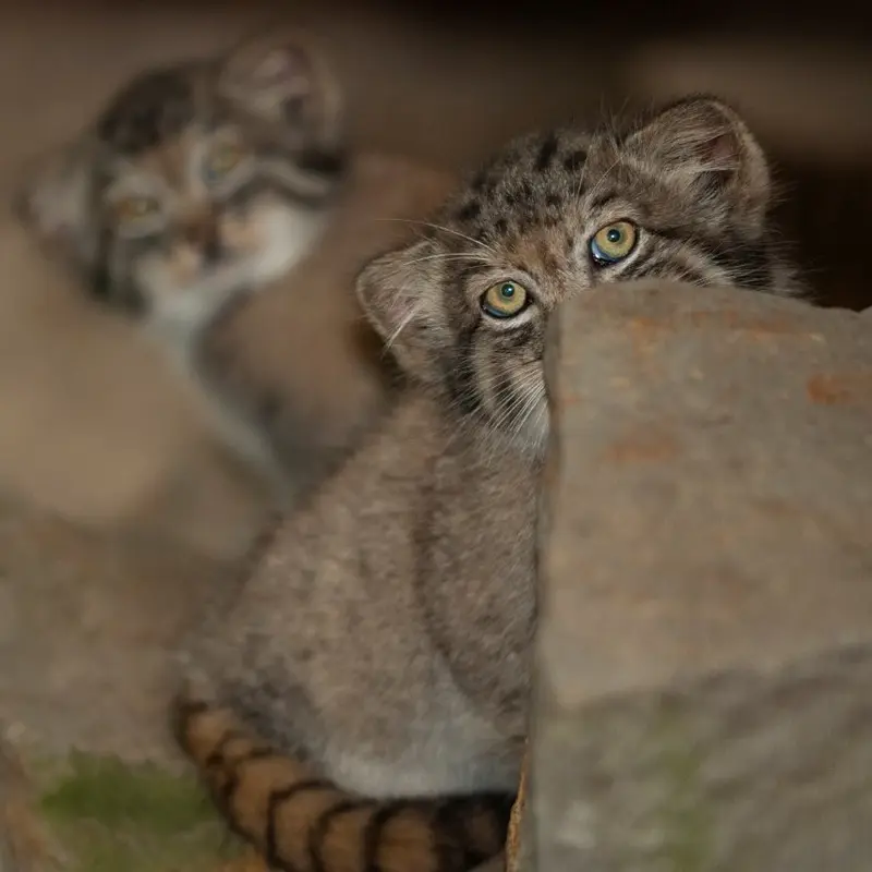 クラクフ動物園のバトゥとエルデネ Ⅳ の息子（2016年生まれ）の写真