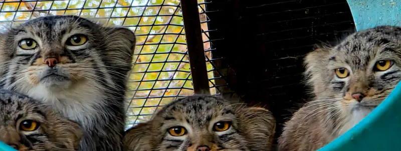 ニアビ動物園のイーヴィー、エベレスト、ルカとアスランの写真