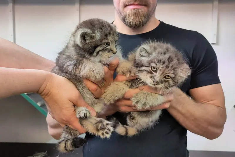 コルケアサーリ動物園のコッリ・オッリとカッティ・マッティの写真