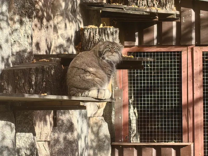 モスクワ動物園のティモフェイの写真