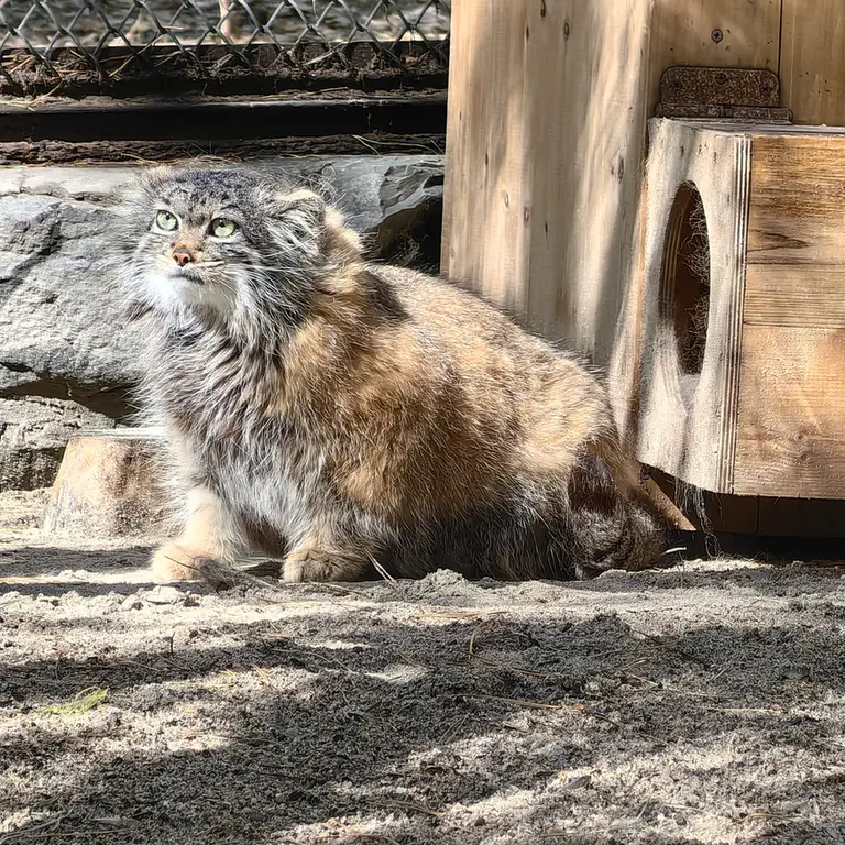 ノヴォシビルスク動物園のアデルの写真