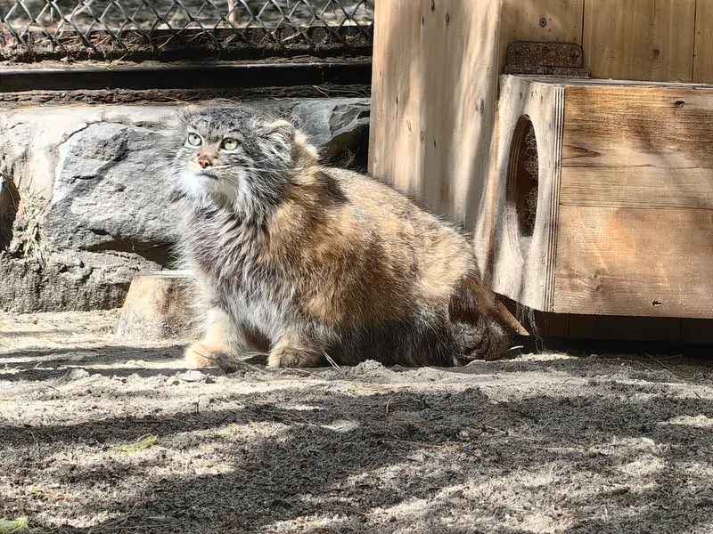 ノヴォシビルスク動物園のアデルの写真