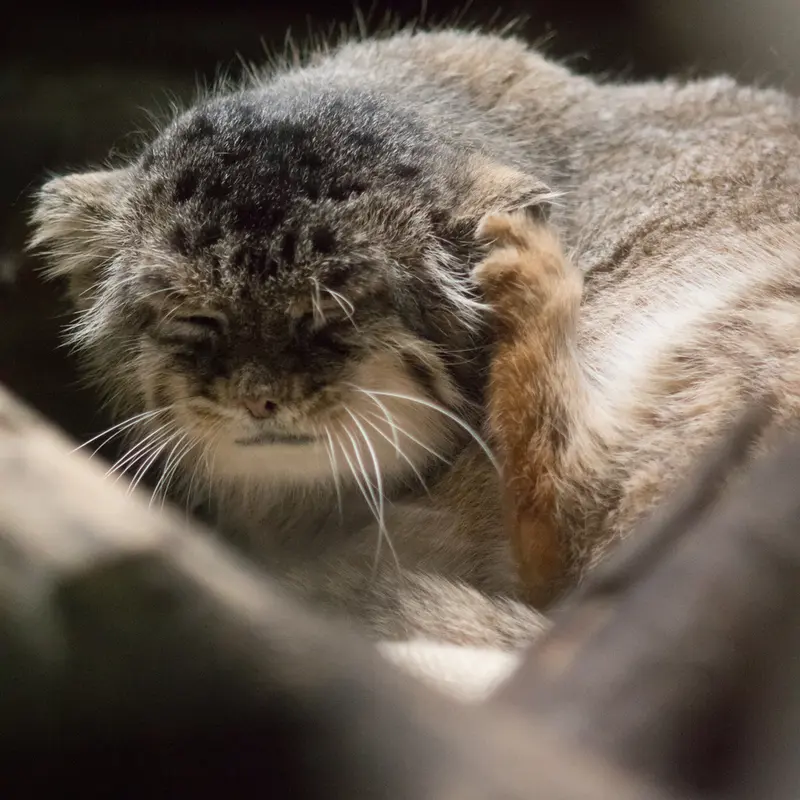 恩賜上野動物園のプリームラの写真