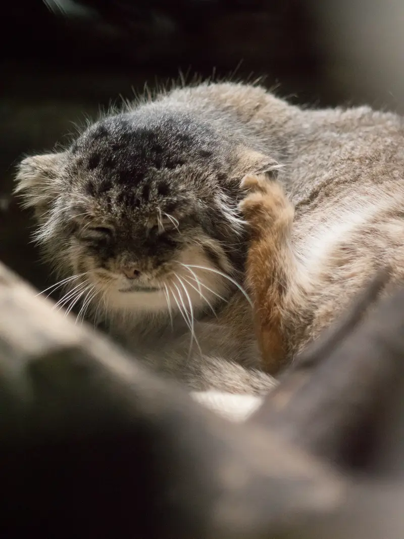 恩賜上野動物園のプリームラの写真