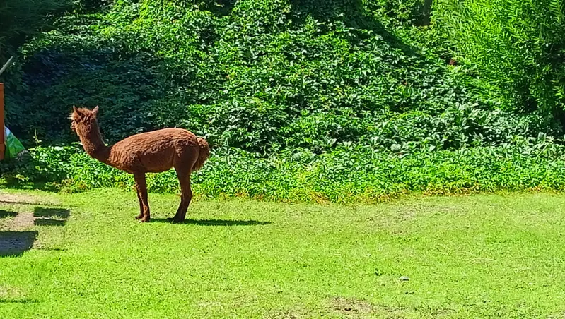 マヌルネコの写真