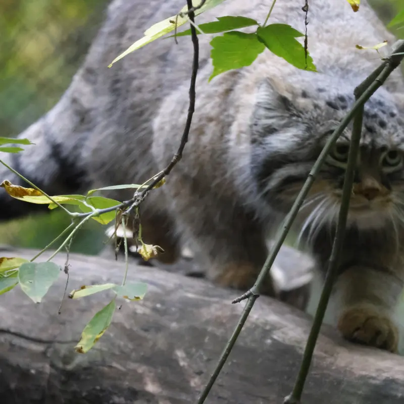 ノヴォシビルスク動物園のゾーシャの写真