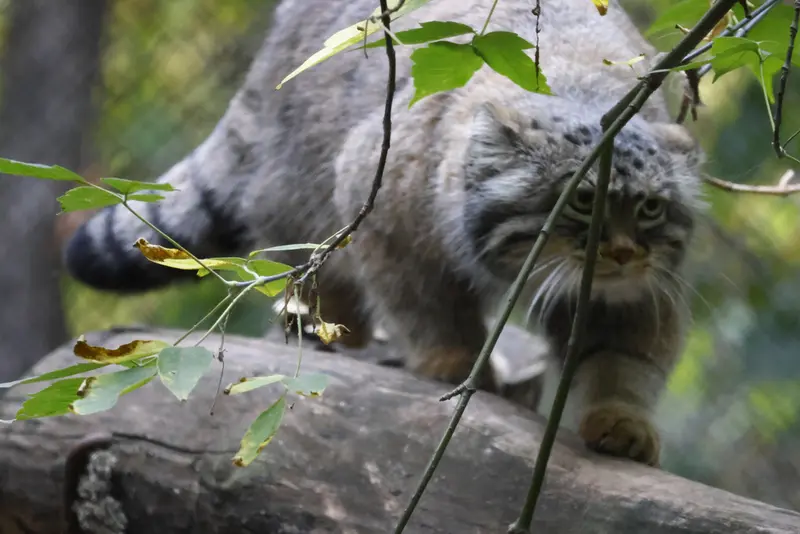 ノヴォシビルスク動物園のゾーシャの写真
