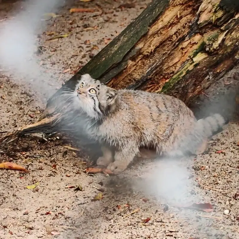 ノヴォシビルスク動物園のマヌルネコの写真