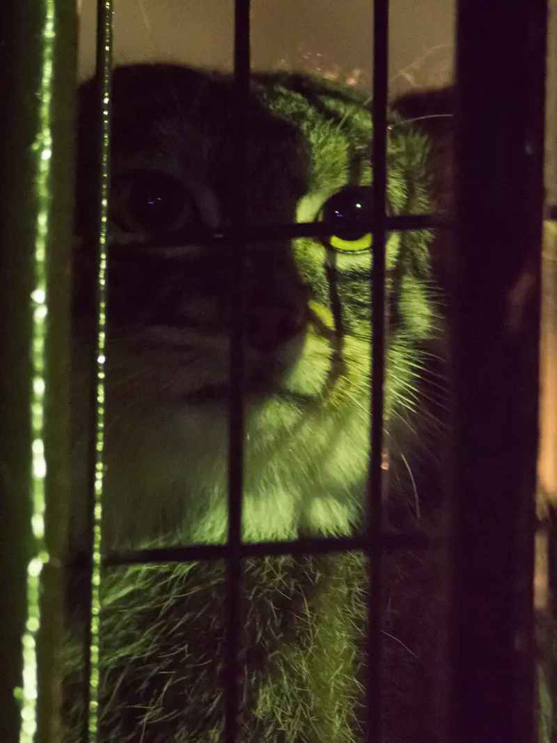 野毛山動物園のフィーガの写真
