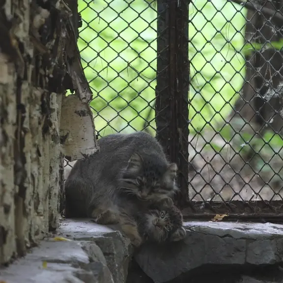 ノヴォシビルスク動物園のマヌルネコの写真