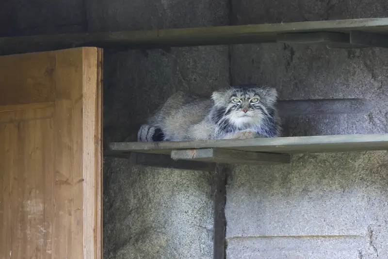 モスクワ動物園のティモフェイの写真