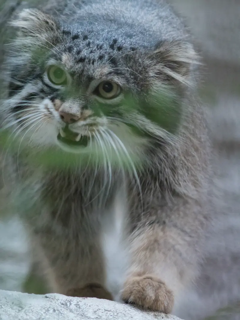 野毛山動物園のフィーガの写真