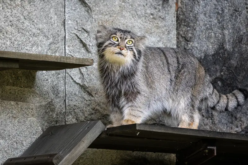 モスクワ動物園のティモフェイの写真