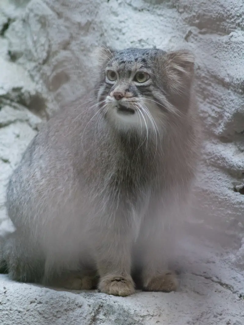 野毛山動物園のフィーガの写真