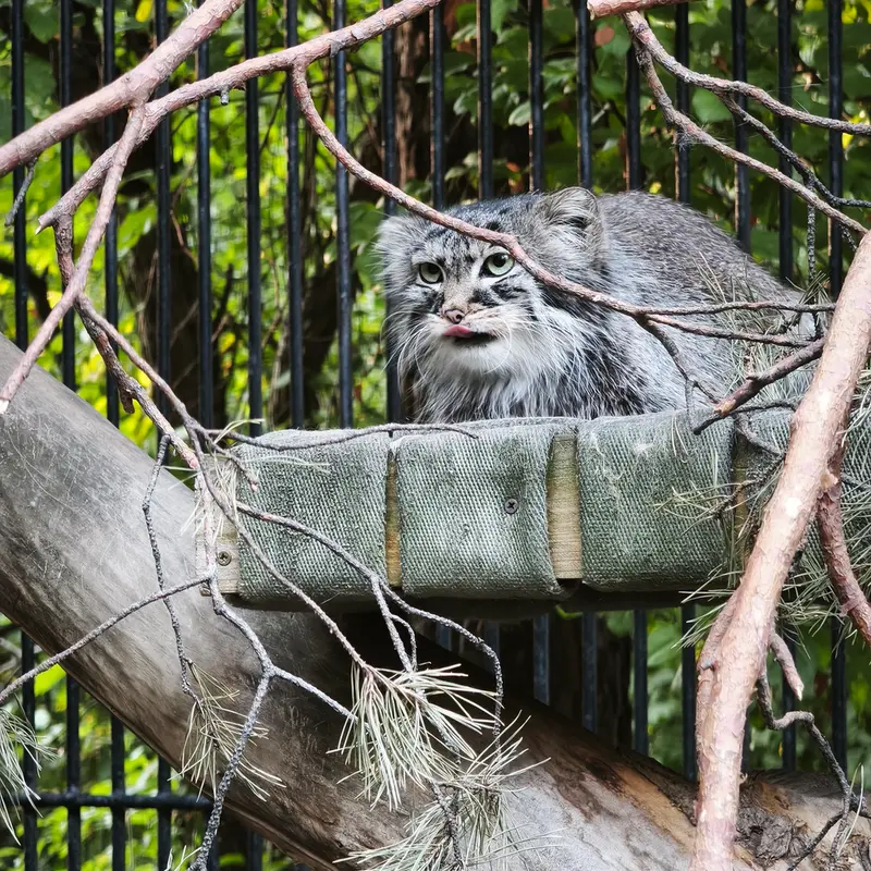 ノヴォシビルスク動物園のガビの写真