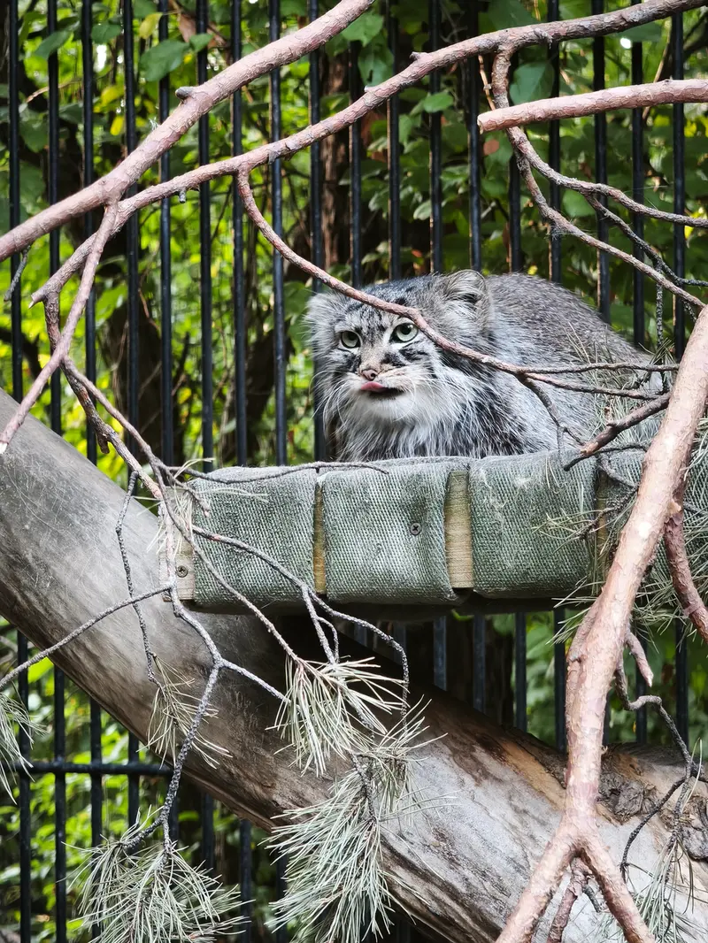 ノヴォシビルスク動物園のガビの写真