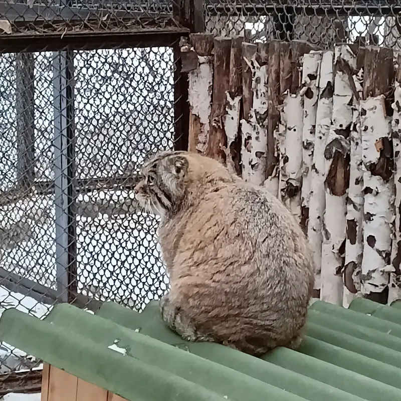 ノヴォシビルスク動物園のジョージの写真