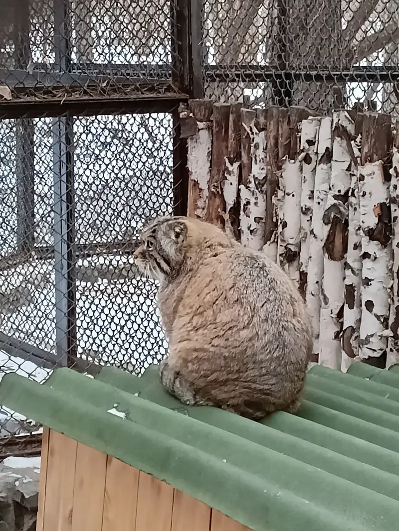ノヴォシビルスク動物園のジョージの写真