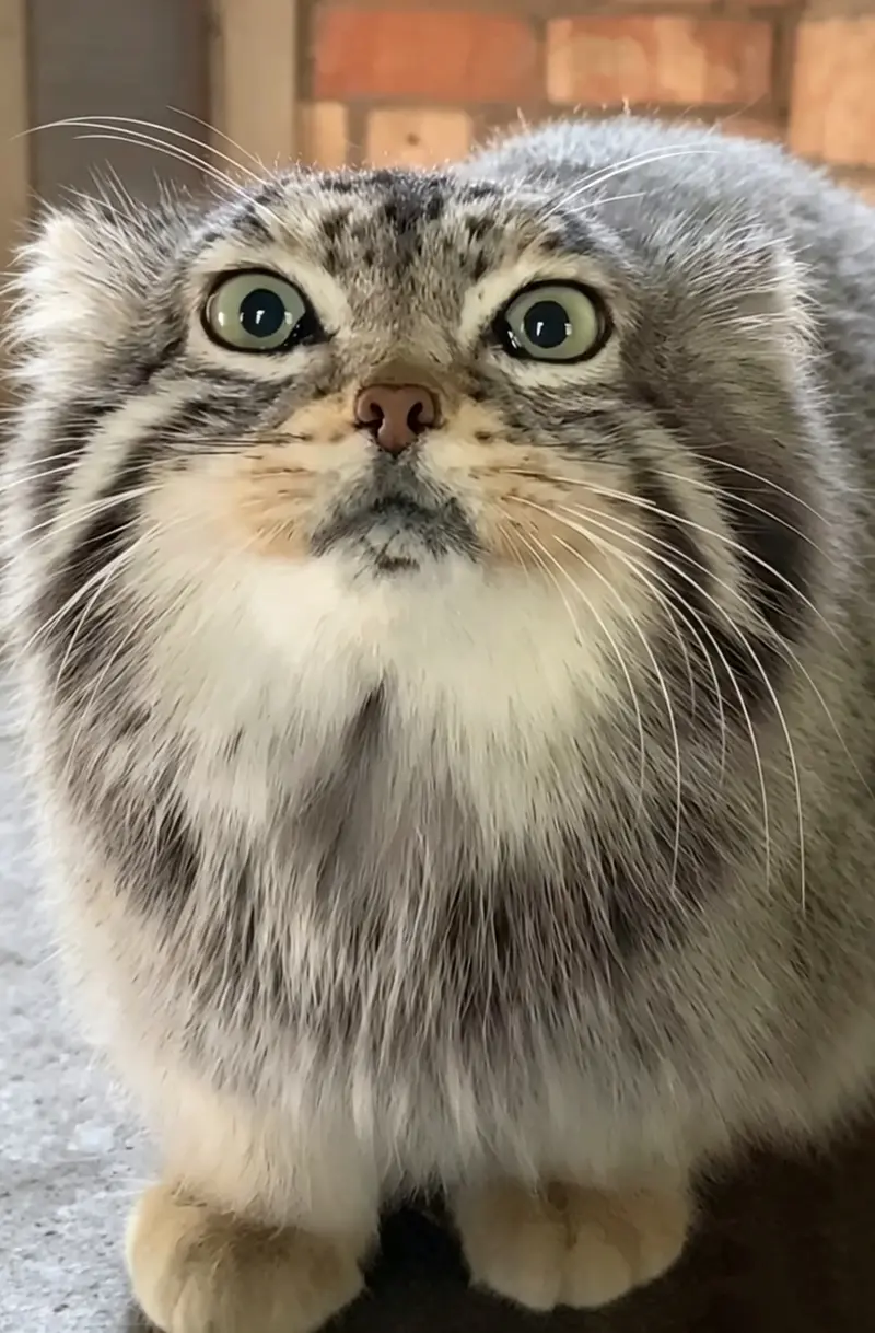 マヌルネコの写真