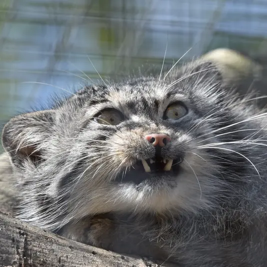 バナム動物園のハルの写真