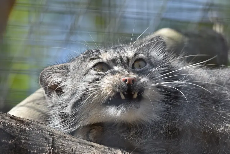 バナム動物園のハルの写真