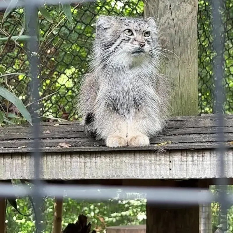 スミソニアン国立動物園のマヌルネコの写真