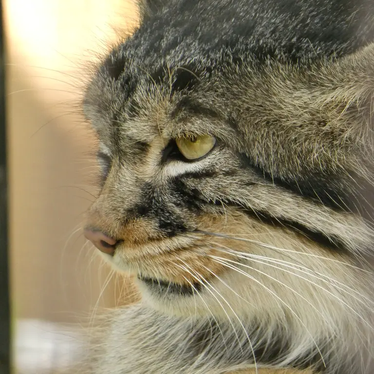 旭山動物園のヒデの写真
