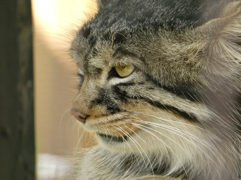 旭山動物園のヒデの写真