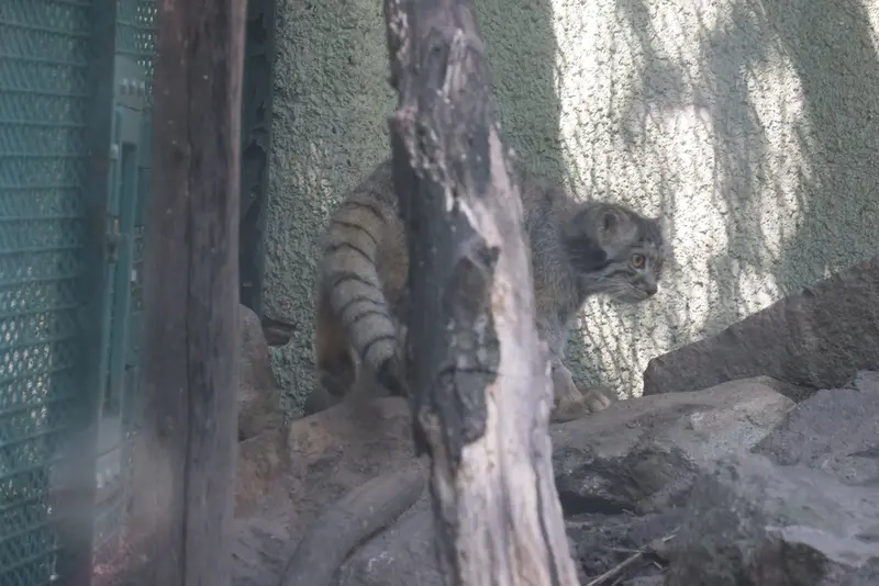 ブダペスト動物園・植物園のボリス Ⅱの写真
