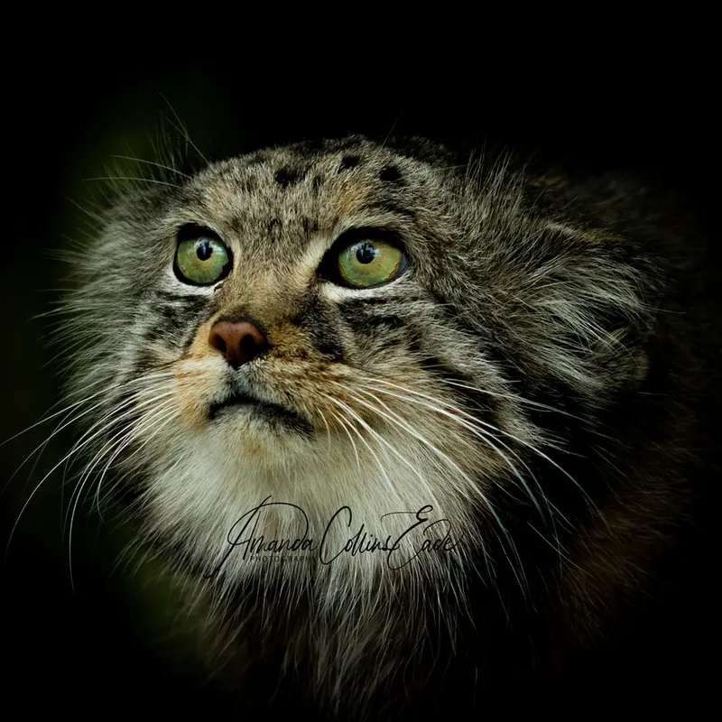 ビッグ・キャット・サンクチュアリのジェスロの写真