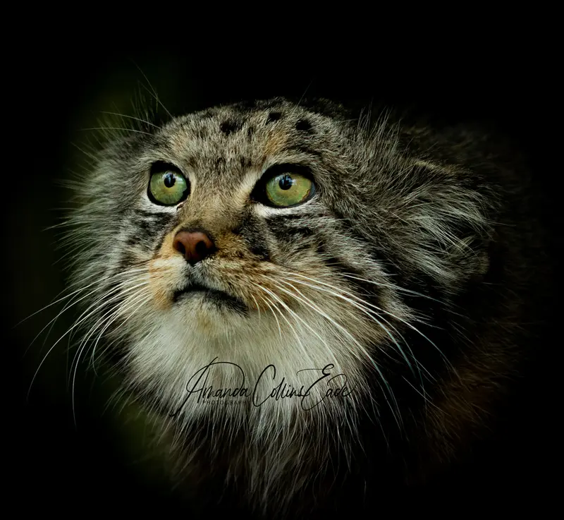 ビッグ・キャット・サンクチュアリのジェスロの写真