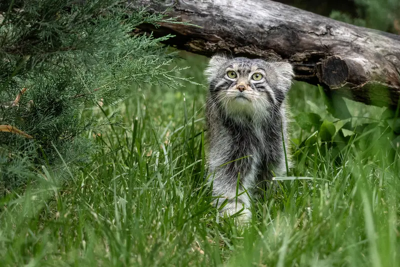 モスクワ動物園のティモフェイの写真