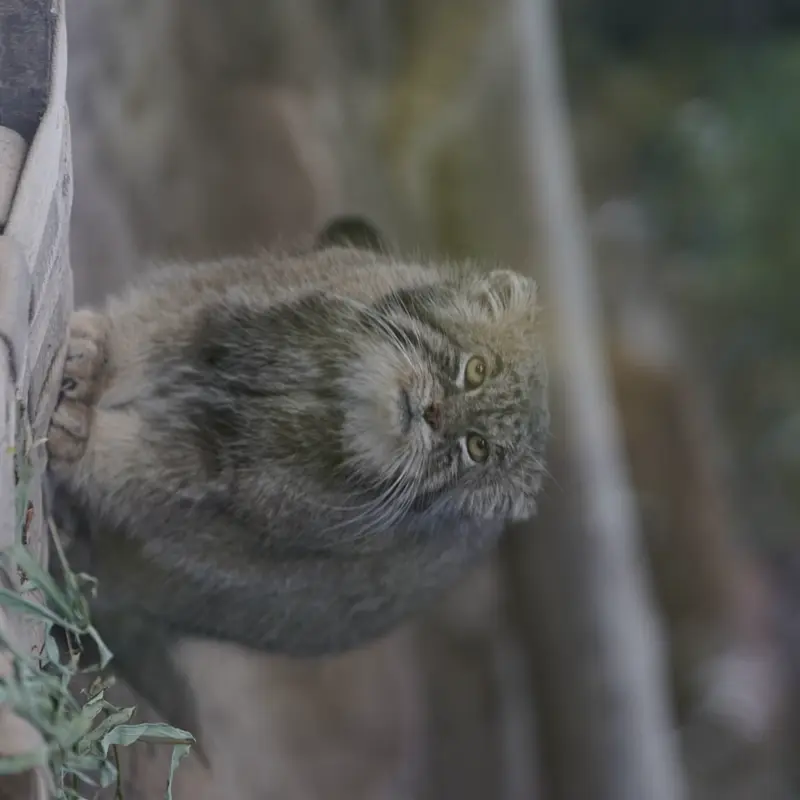 プエブロ動物園のタイ・チーの写真