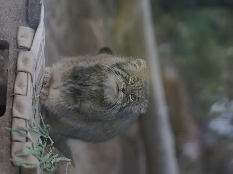 プエブロ動物園のタイ・チーの写真