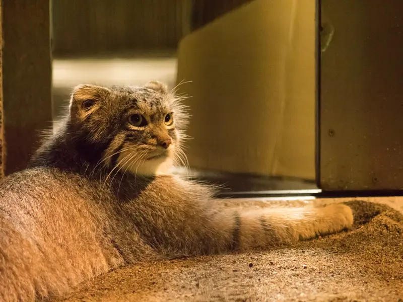 野毛山動物園のフィーガの写真