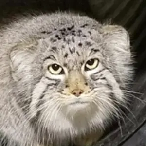 シンシナティ動物園のマヌルネコのムーシュー