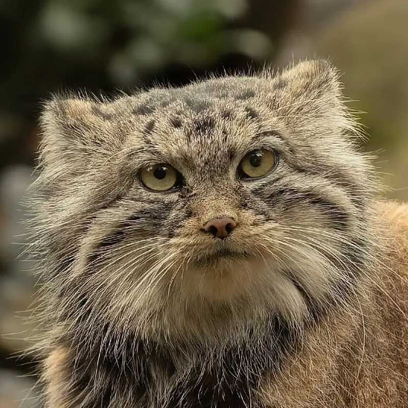 オストラヴァ動物園のマヌルネコのモイラ