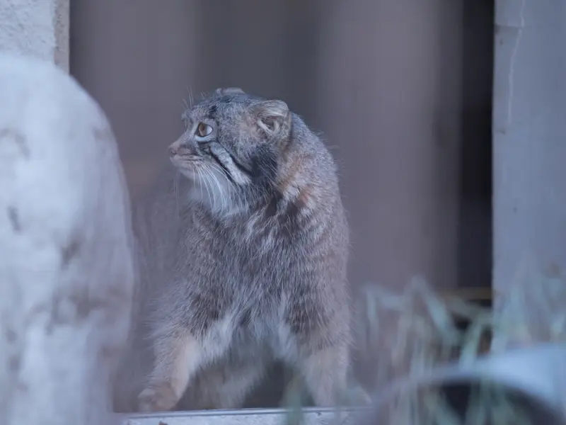 野毛山動物園のフィーガの写真
